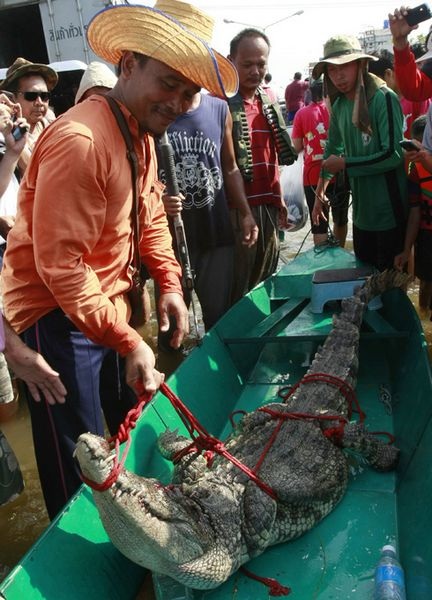 Hãi hùng cảnh cá sấu sổng chuồng trong lũ ở Thái Lan - 2