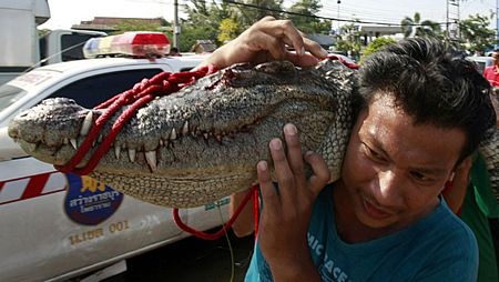 Hãi hùng cảnh cá sấu sổng chuồng trong lũ ở Thái Lan - 7