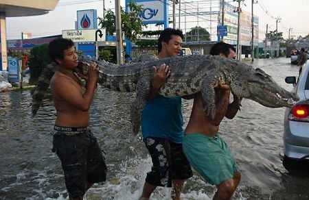Hãi hùng cảnh cá sấu sổng chuồng trong lũ ở Thái Lan - 8
