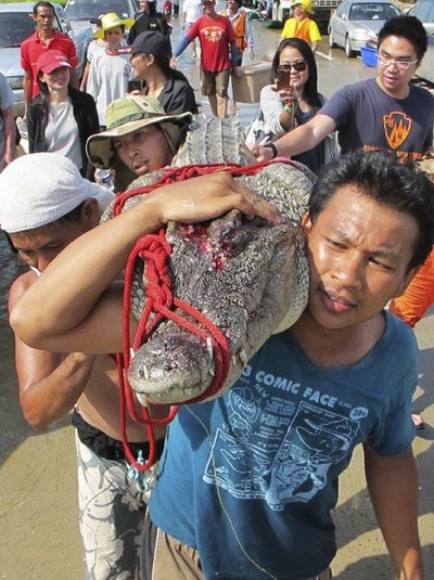 Hãi hùng cảnh cá sấu sổng chuồng trong lũ ở Thái Lan - 5