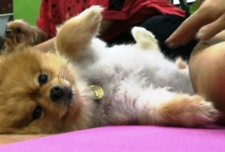 Mở lớp học Yoga dành cho… cẩu - 1 Mở lớp học Yoga dành cho… cẩu - 1