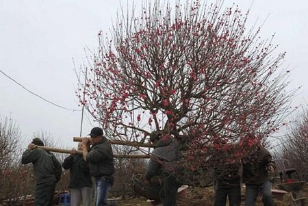 Tết Việt qua ống kính báo chí nước ngoài  - 9