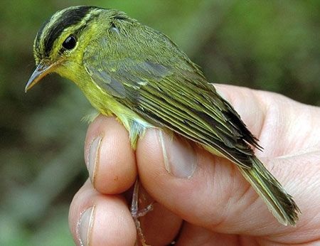 Phát hiện 208 loài sinh vật mới tại vùng sông Mê Kông - 1