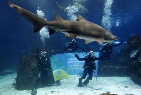 Giáng sinh vòng quanh thế giới - 13