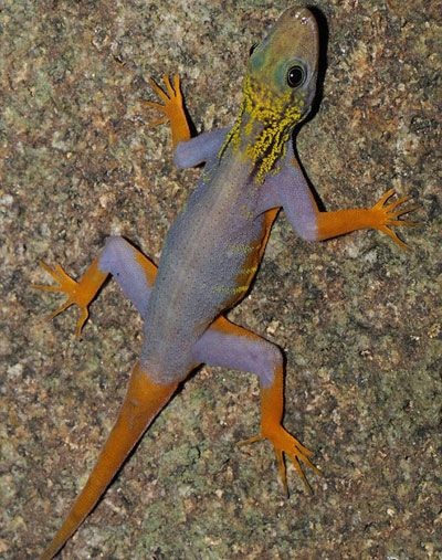 Phát hiện 208 loài sinh vật mới tại vùng sông Mê Kông - 2