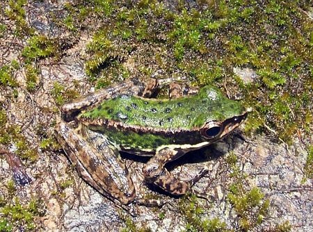 Phát hiện 208 loài sinh vật mới tại vùng sông Mê Kông - 4