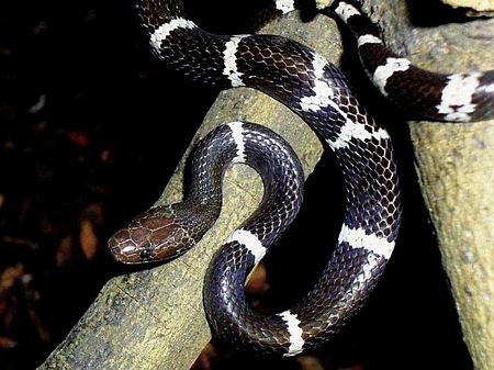 Phát hiện 208 loài sinh vật mới tại vùng sông Mê Kông - 5