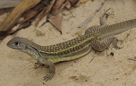 Phát hiện 208 loài sinh vật mới tại vùng sông Mê Kông - 6