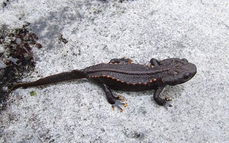 Phát hiện 208 loài sinh vật mới tại vùng sông Mê Kông - 7