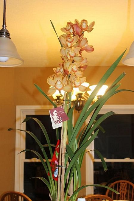 Cô dâu Việt trên đất Mỹ trổ tài gói bánh chưng - 11