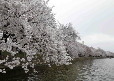 Washington rực rỡ mùa hoa anh đào