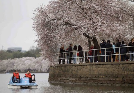 Washington rực rỡ mùa hoa anh đào