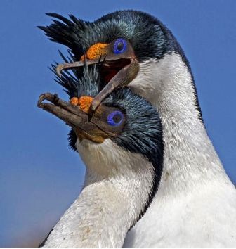 Thế giới động vật “yêu nhau” ngày Valentine - 9