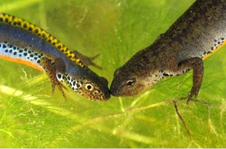 Thế giới động vật “yêu nhau” ngày Valentine - 13