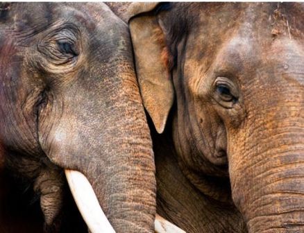 Thế giới động vật “yêu nhau” ngày Valentine - 14