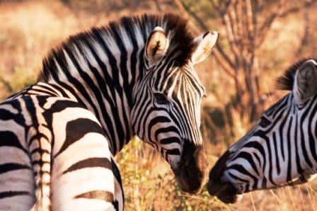 Thế giới động vật “yêu nhau” ngày Valentine - 15