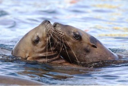 Thế giới động vật “yêu nhau” ngày Valentine - 16