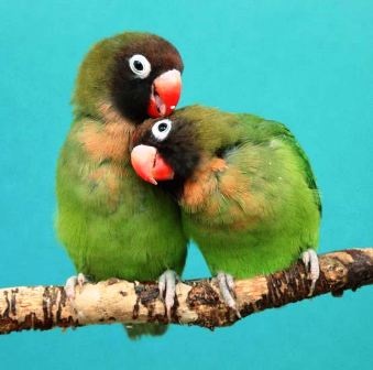 Thế giới động vật “yêu nhau” ngày Valentine - 1