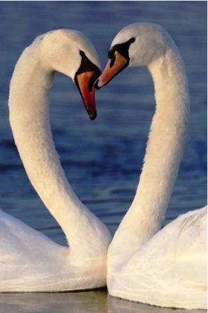 Thế giới động vật “yêu nhau” ngày Valentine - 3