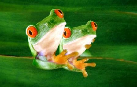 Thế giới động vật “yêu nhau” ngày Valentine - 7