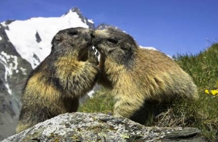 Thế giới động vật “yêu nhau” ngày Valentine - 8