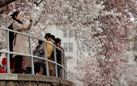 Washington rực rỡ mùa hoa anh đào