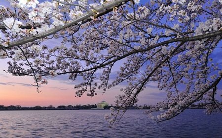Washington rực rỡ mùa hoa anh đào