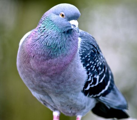 Ông trùm Trung Quốc chi 330.000 USD mua chim bồ câu - 1 Ông trùm Trung Quốc chi 330.000 USD mua chim bồ câu - 1