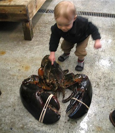 Bắt được tôm hùm “khủng” nặng 12kg - 1