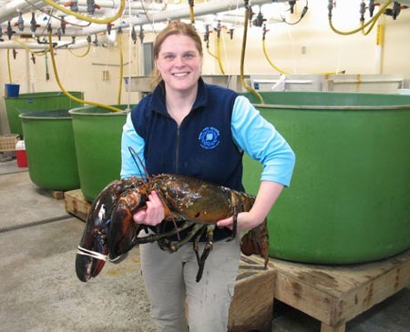 Bắt được tôm hùm “khủng” nặng 12kg - 2