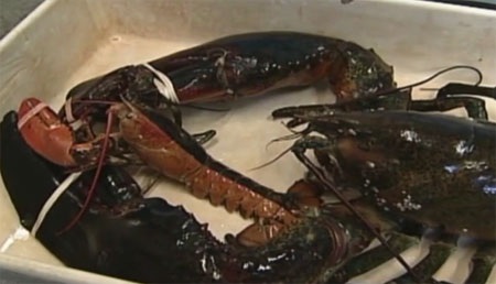 Bắt được tôm hùm “khủng” nặng 12kg - 4