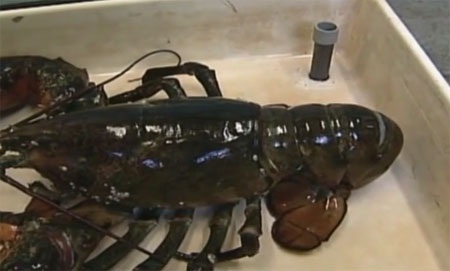 Bắt được tôm hùm “khủng” nặng 12kg - 5