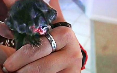 Mèo 2 đầu chào đời ở Mỹ - 1 Mèo 2 đầu chào đời ở Mỹ - 1