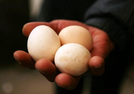 Kỳ lạ gà trống đẻ trứng ở Trung Quốc - 2