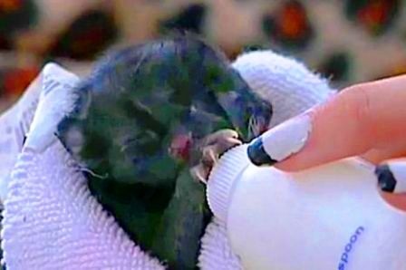 Mèo 2 đầu chào đời ở Mỹ - 2 Mèo 2 đầu chào đời ở Mỹ - 2