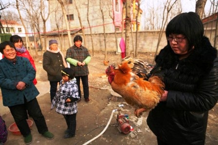 Kỳ lạ gà trống đẻ trứng ở Trung Quốc - 1