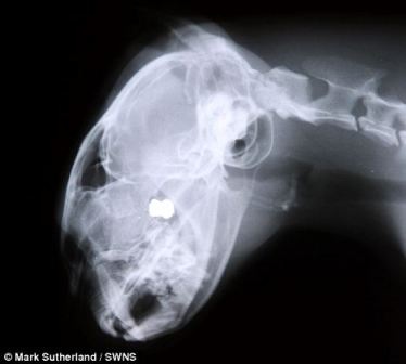 Bị đạn bắn xuyên đầu vẫn không chết - 2