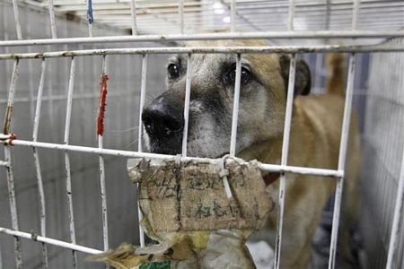 Thú cưng bơ vơ sau thảm hoạ ở Nhật Bản - 11