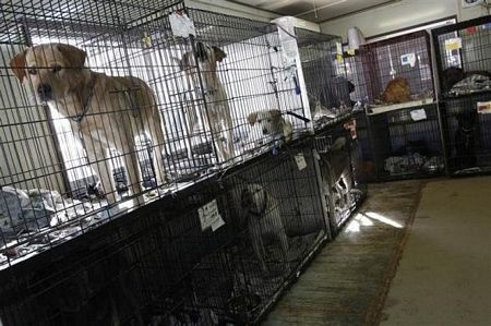 Thú cưng bơ vơ sau thảm hoạ ở Nhật Bản - 12