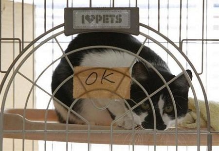 Thú cưng bơ vơ sau thảm hoạ ở Nhật Bản - 13