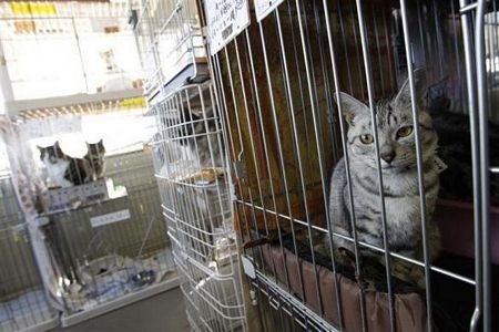 Thú cưng bơ vơ sau thảm hoạ ở Nhật Bản - 10