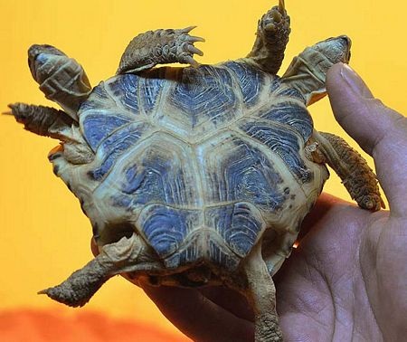 60 hình ảnh con Rùa đẹp nhất  Hình ảnh Hình Động vật