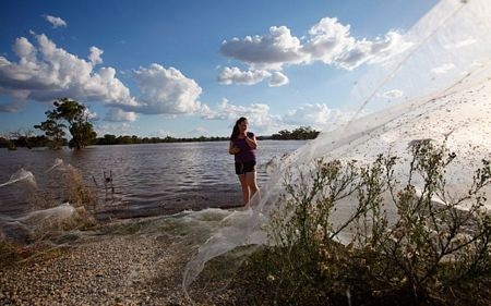 Australia: Hiếm gặp cảnh nhện chạy lụt giăng tơ khắp chốn