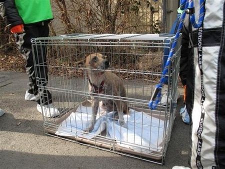 Thú cưng bơ vơ sau thảm hoạ ở Nhật Bản - 3