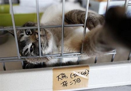 Thú cưng bơ vơ sau thảm hoạ ở Nhật Bản - 5