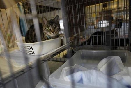 Thú cưng bơ vơ sau thảm hoạ ở Nhật Bản - 6