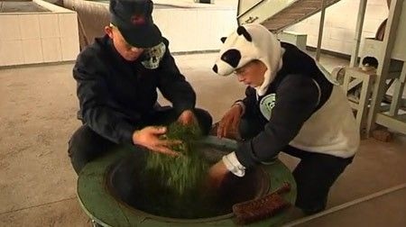 Hành trình tạo nên trà tiền tỉ trồng bằng phân gấu trúc