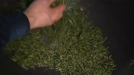 Hành trình tạo nên trà tiền tỉ trồng bằng phân gấu trúc