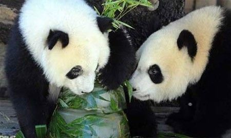 Hành trình tạo nên trà tiền tỉ trồng bằng phân gấu trúc