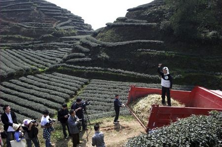 Hành trình tạo nên trà tiền tỉ trồng bằng phân gấu trúc